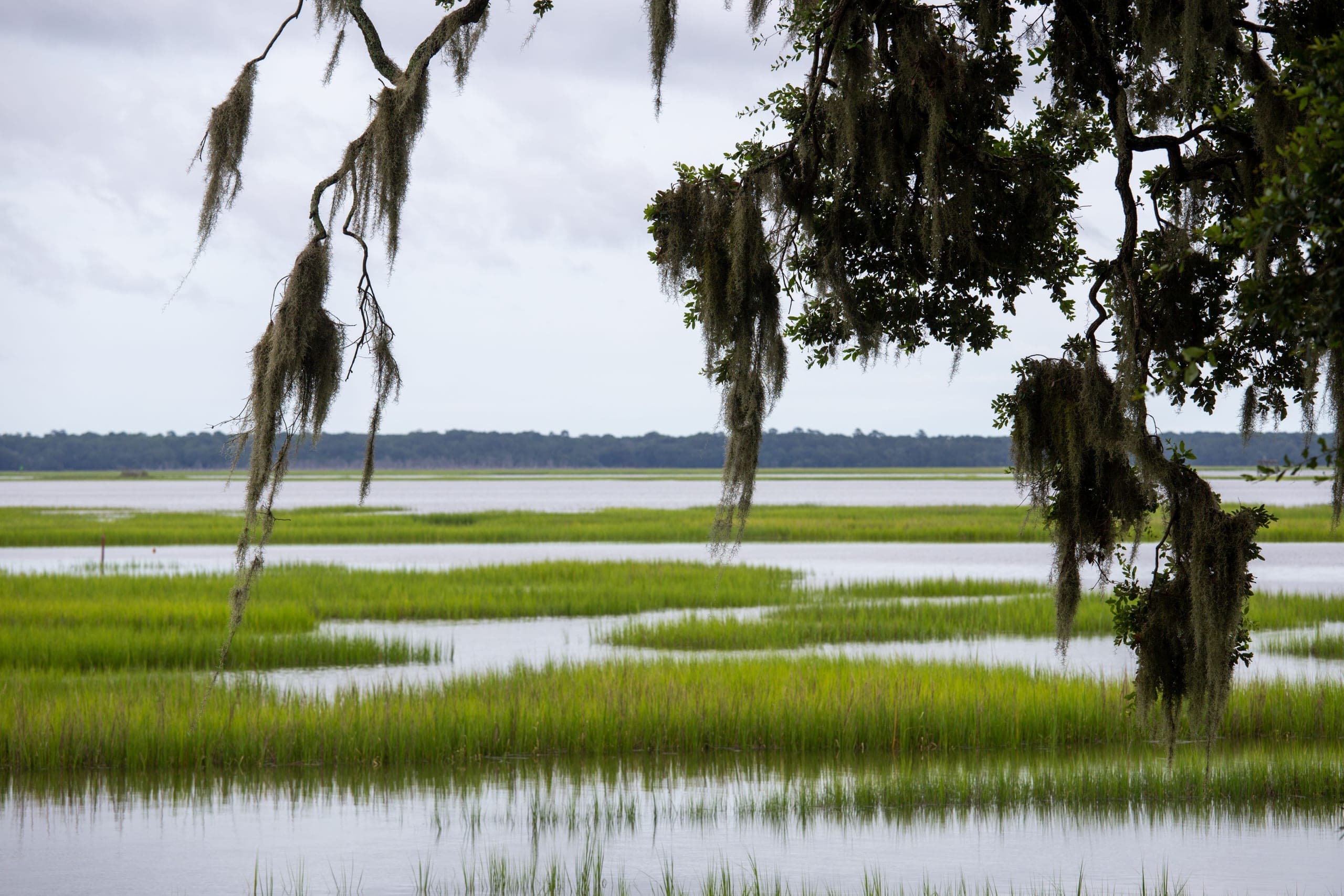 A live oak branch draped with Spanish moss hanging over a tidal salt marsh of green grass and open water, under a flat overcast sky